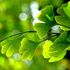 Ginkgo biloba: přírodní řešení křečových žil